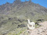 Lares to Machu Picchu 4-Day Trek