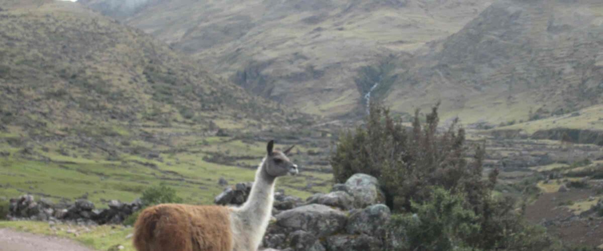 Lares to Machu Picchu 4-Day Trek