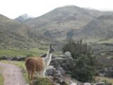 Lares to Machu Picchu 4-Day Trek