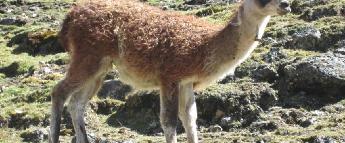 Lares to Machu Picchu 4-Day Trek