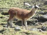 Lares to Machu Picchu 4-Day Trek