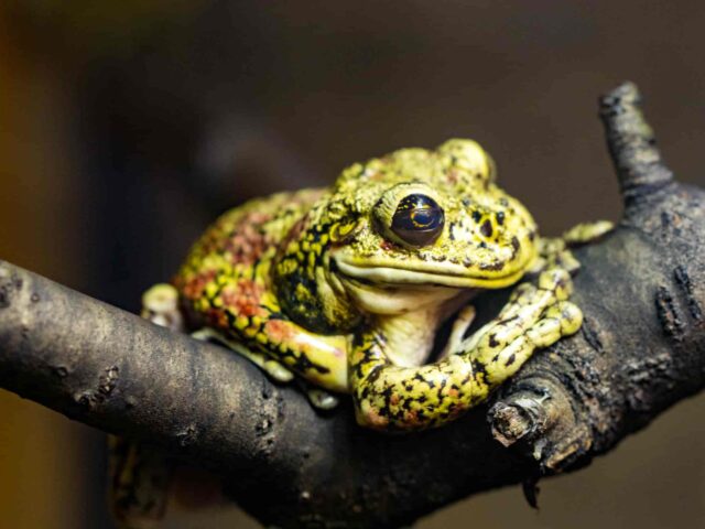 Tour Manu Reserved Zone 5 Days