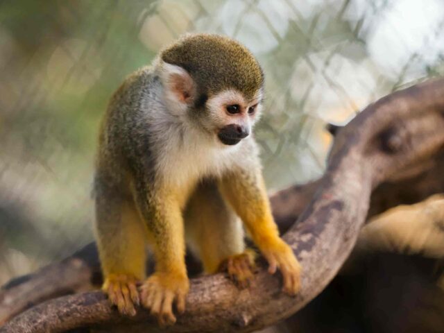 Tambopata Eco-Jungle Adventure 3 Days