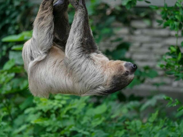 Amazon Adventure Tambopata Tour 4 Days