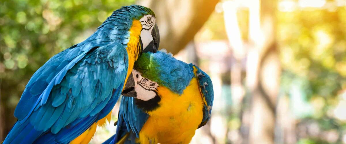 Manu Jungle Tour – 4 Days and 3 Nights