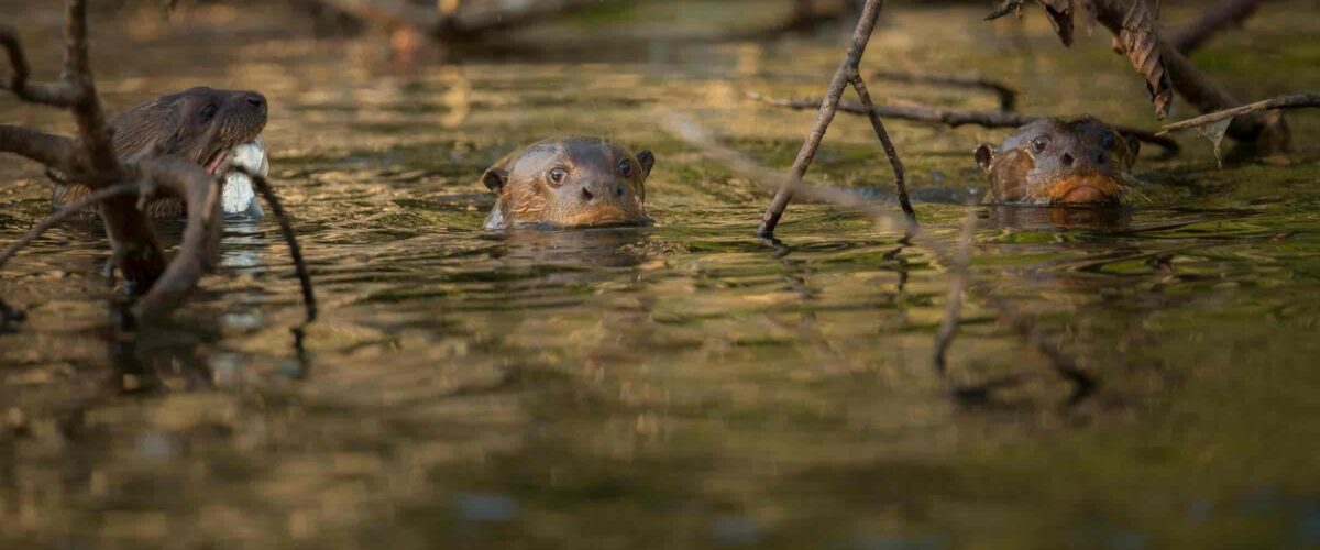 Manu Jungle Tour – 4 Days and 3 Nights