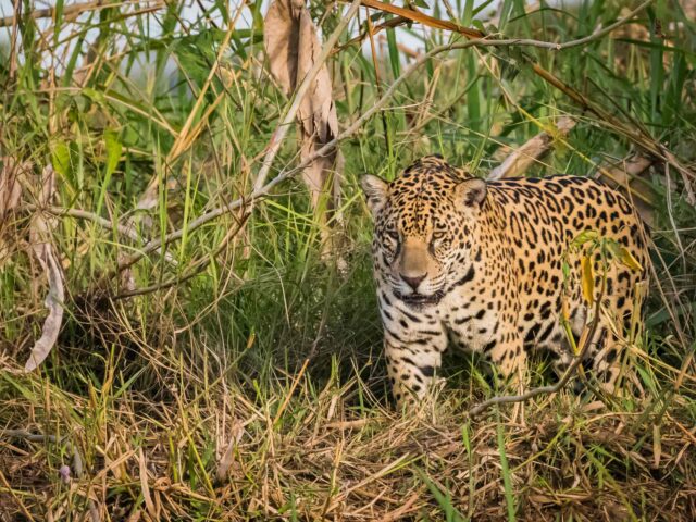 Manu Jungle Tour – 4 Days and 3 Nights