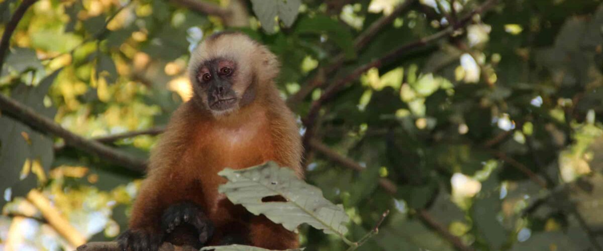 Manu Jungle Tour – 4 Days and 3 Nights