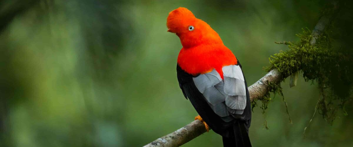 Manu Jungle Tour – 4 Days and 3 Nights