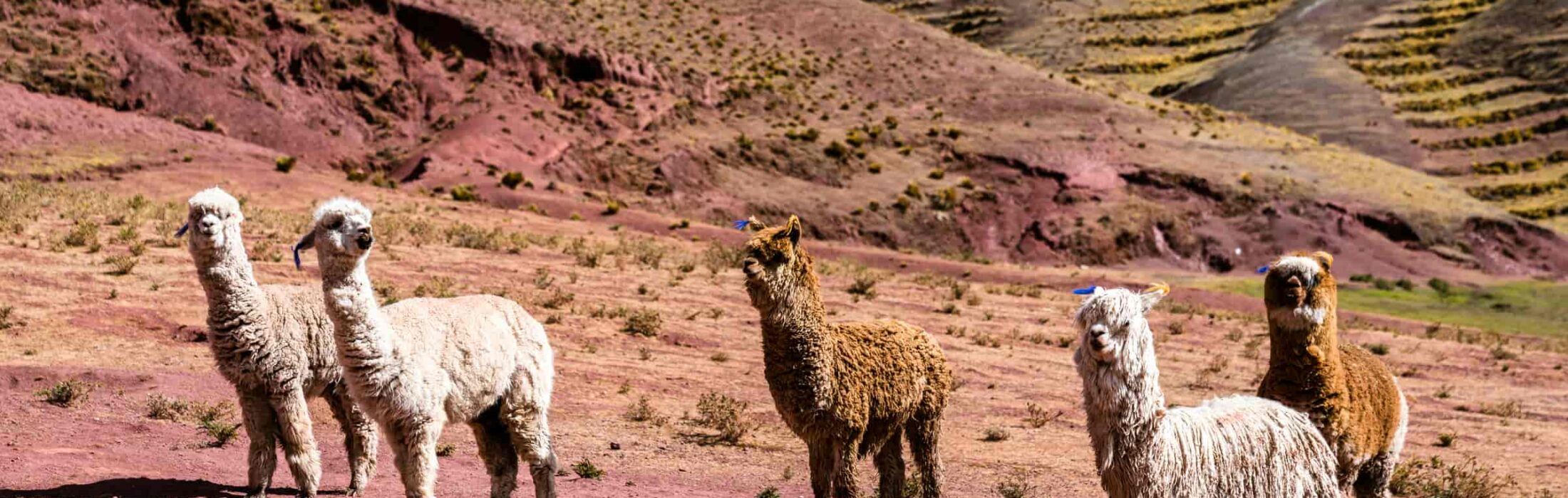 How to Hike the Rainbow Mountain Trek