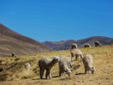 Classic Sacred Valley Tour