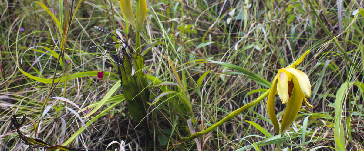 Inca Trail to Machu Picchu in 1 Day