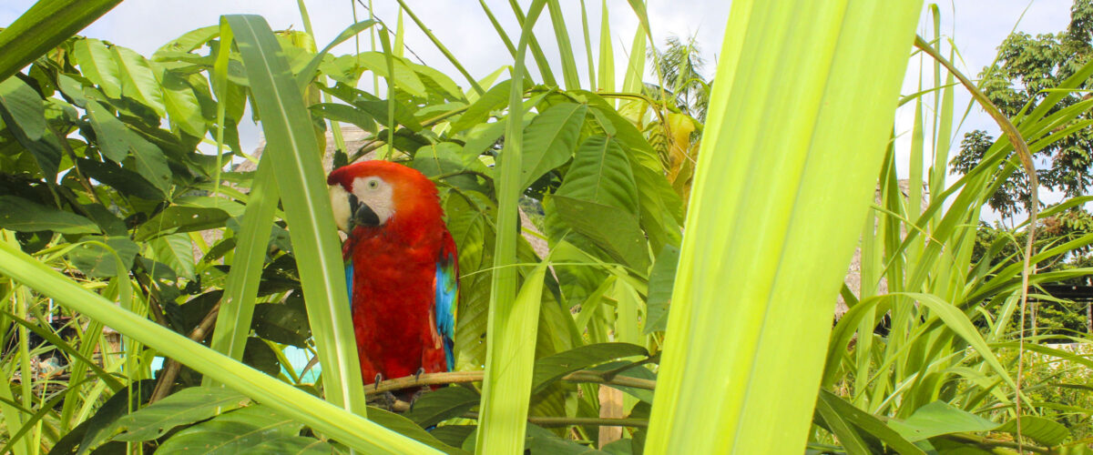 Manu Jungle Tour – 4 Days and 3 Nights