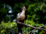 Manu Jungle Tour – 4 Days and 3 Nights