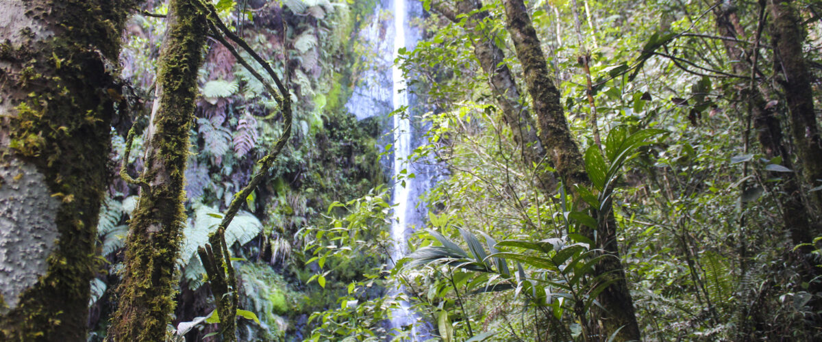 Manu Jungle Tour – 4 Days and 3 Nights