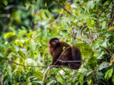 Manu Jungle Tour – 4 Days and 3 Nights