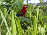 Manu Jungle Tour – 4 Days and 3 Nights