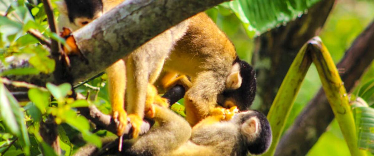 Manu Jungle Tour – 4 Days and 3 Nights