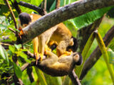 Manu Jungle Tour – 4 Days and 3 Nights