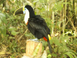 Manu Jungle Tour – 4 Days and 3 Nights