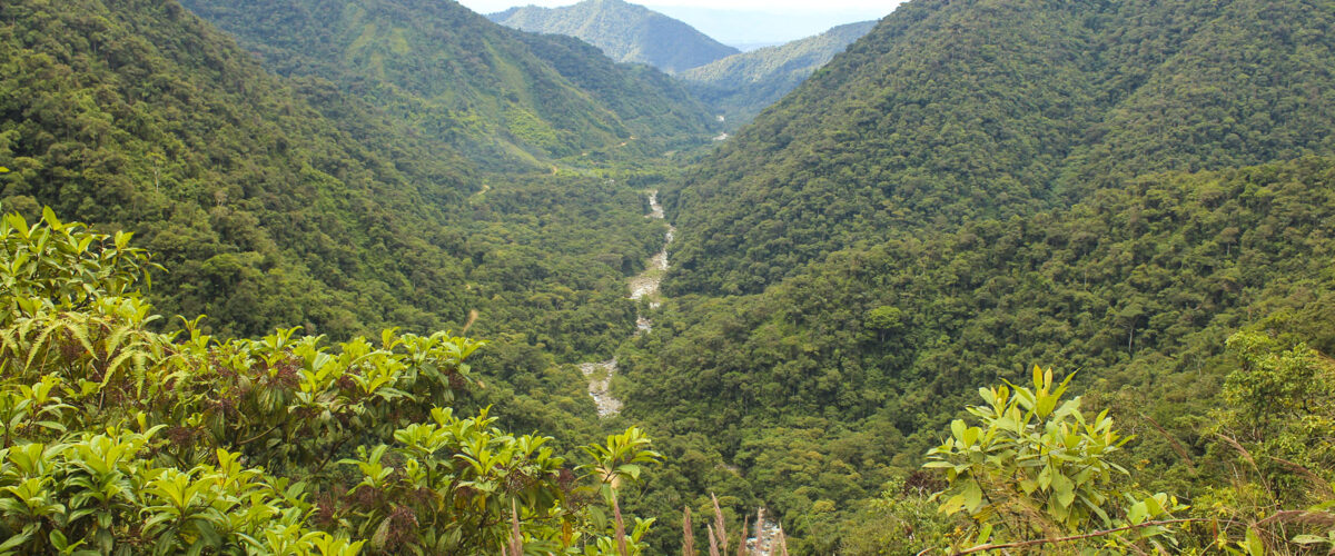 Manu Jungle Tour – 4 Days and 3 Nights